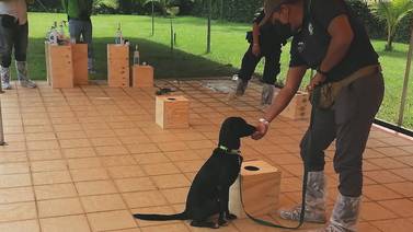 Perros entrenados ayudarán en la detección y control de caracol gigante africano