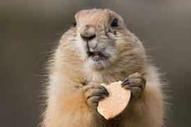 Día de la Marmota: ¿Dónde y cómo viven estos animales?