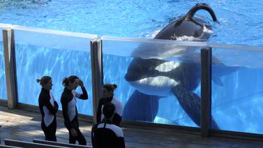 SeaWorld cancelará su programa de espectáculos con orcas