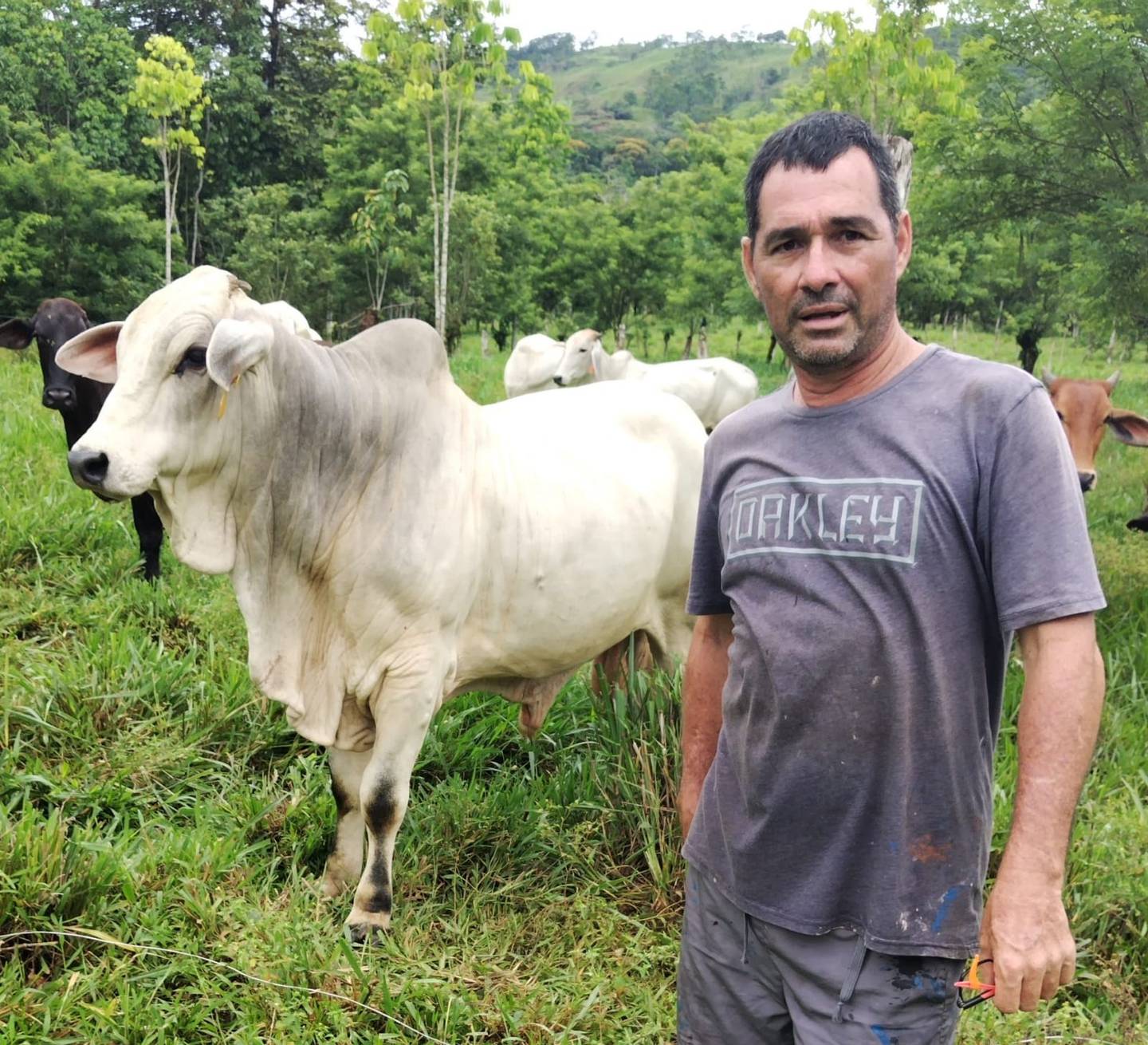 El pasado 23 de julio el toro Macho salvó a sus 30 vacas de las cabezas de agua del río Aguas Zarcas. En la foto, don Marvin Barrantes Madrigal, ganadero.