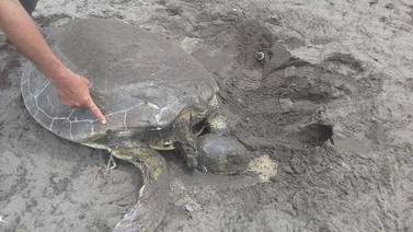 Guardaparques hallan tortuga muerta con herida de arpón en Parismina