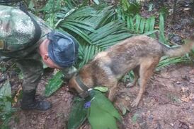 Niños sobrevivientes en selva de Colombia revelan si Wilson el perro estuvo con ellos