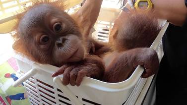 Dos crías de orangután se salvan de los traficantes vía WhatsApp