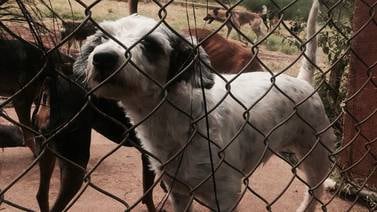 Super Perro y Casadona Canina entran en polémica por donaciones