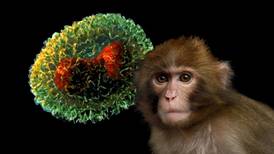 Conozca cómo se transmite la viruela del mono