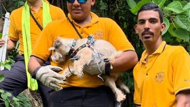 Simba, el perrito que estuvo perdido tres días en la montaña luego de un accidente en ruta 27 