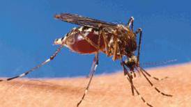 OMS: covid-19 sube riesgo de muertes por enfermedades transmitidas por mosquitos
