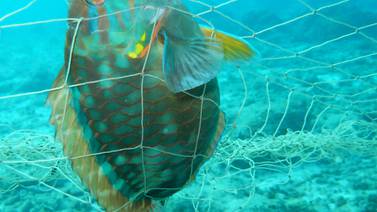  En el Caribe, arrecifes de coral se deterioran por ausencia de peces loro