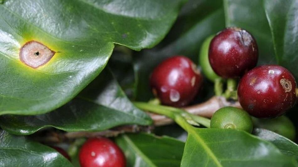 Más de 75.000 fanegas de café se perdieron por ‘ojo de