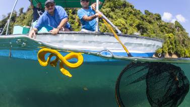Golfo Dulce da vida a nueva serpiente marina