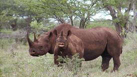 Muere el último rinoceronte negro en traslado fallido en Kenia