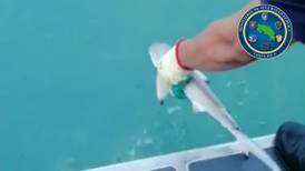 Guardacostas rescata tiburones martillo y quita 3.600 metros de trasmallos en el Caribe