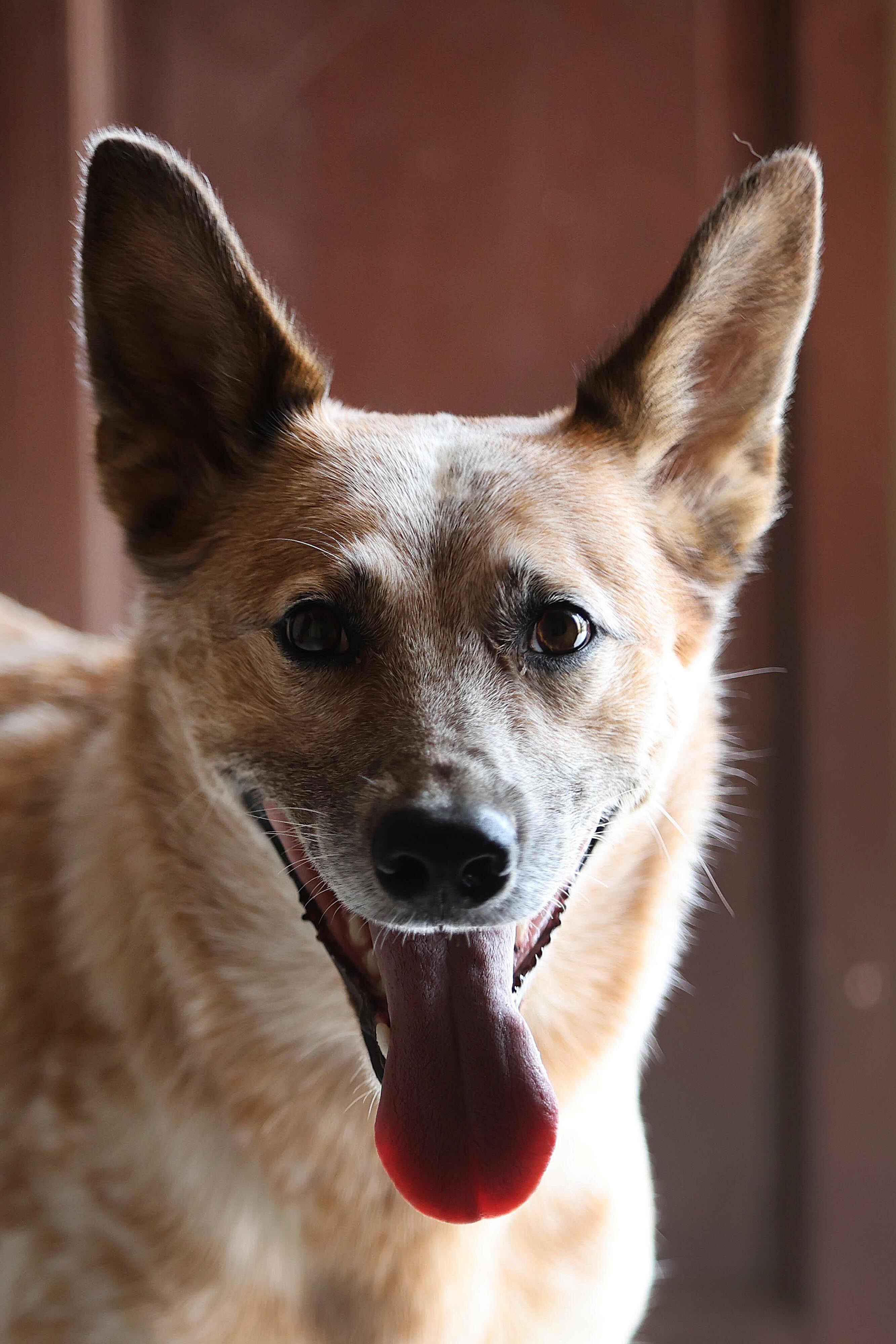 Logan, el perro que en TikTok e Instagram es el más 'campeonísimo de la famosidad', tiene tres años y medio. Su raza es pastor ganadero australiano o boyero australiano.