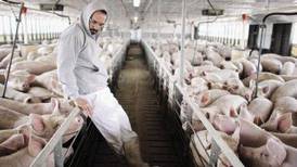 Virólogos y agrónomos descartan que nuevo tipo de gripe porcina se convierta en pandemia
