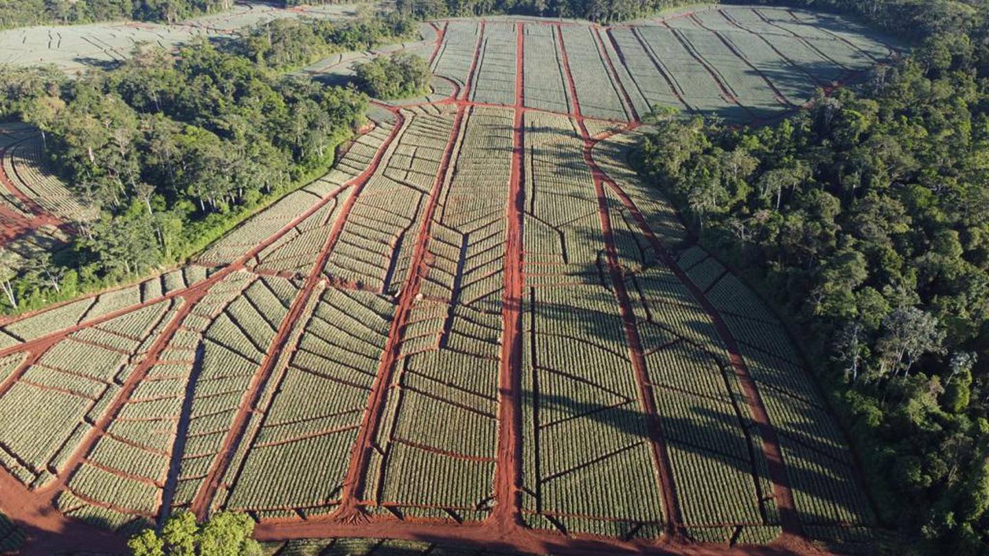 El sector piñero afirmó que el aumento de la producción en Costa Rica se logró en la misma área. Eso fue posible con el uso de la agricultura de precisión, mediante la planificación de siembras con el empleo de drones. Foto: Cortesía