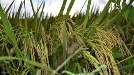   Baja en arroz genera descontento en grupo de  consumidores