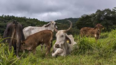 Hato de ganado bovino alcanzó 1.509.011 reses en el 2022