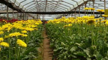 Oferta de flores para San Valentín cae en Costa Rica por reducción de cultivos