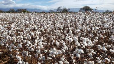 ¿Solo piña rosada? El algodón es el otro producto genéticamente modificado que exporta Costa Rica