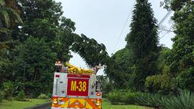 Fuertes vientos provocaron caída de árboles en Sarapiquí y Pococí