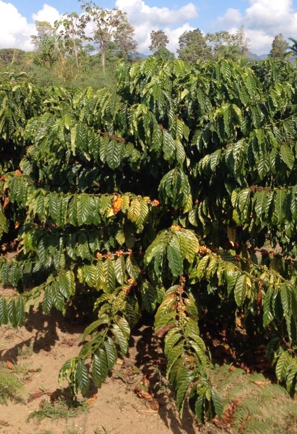 Productores podrán sembrar café Robusta en zonas bajas de Costa Rica