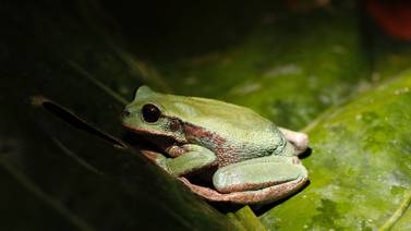 Científicos de Ecuador corren para estudiar nuevos anfibios en riesgo de extinción