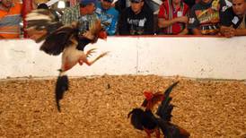 Ocho personas muertas a tiros en pelea de gallos en México