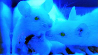 Un estudio en ratones evidencia que la luz artificial enferma