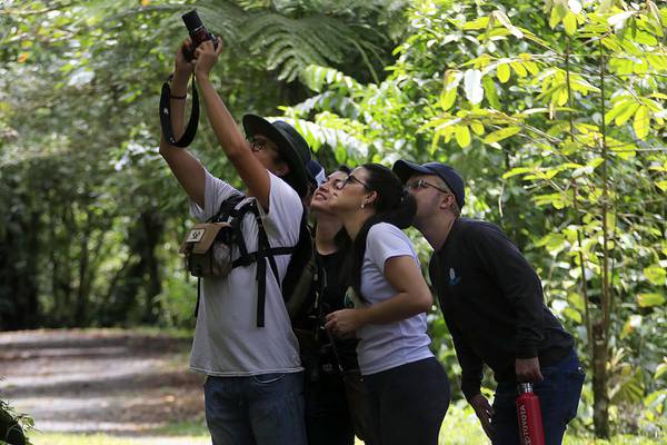 Hoteles promocionan avistamiento de aves, perezosos y flora para atraer turismo en ‘temporada verde’