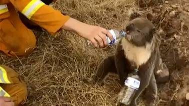 Miles de personas piden introducir el koala en Nueva Zelanda tras incendios en Australia