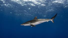 Costa Rica rehúye liderar conservación de tiburones