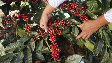 Productividad del café en Costa Rica cayó 30% en últimos 20 años