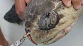 Biólogos extraen pajilla de fosa nasal de tortuga marina en Guanacaste