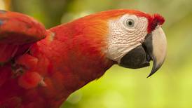 En Costa Rica se ven 100 especies de aves en un día