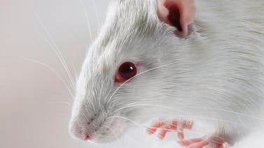 Hito científico: Nacen ratones producto de células de dos machos