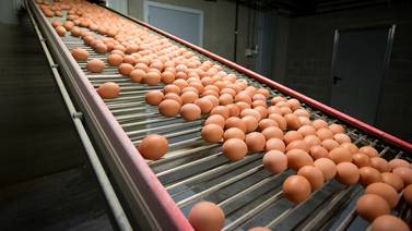 15 países europeos, Suiza y Hong Kong afectados por los huevos contaminados