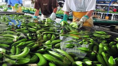 Sector bananero prevé muy  buena producción este año