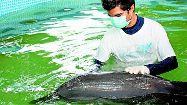 Murió delfín manchado que encalló en Paquera