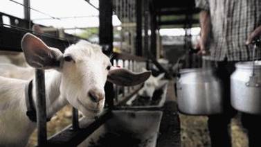 Productores y MAG promueven consumo de leche de cabra