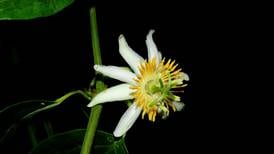 Científicos costarricenses descubren nueva especie de 'flor de la pasión'