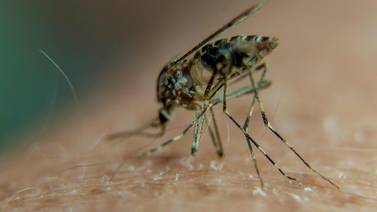 Dengue, chicunguña y zika amenazan a mitad de población de las Américas