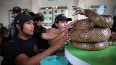 Perú abre pequeño museo con 57 víboras venenosas vivas