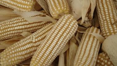 México analiza comprar más maíz en Suramérica