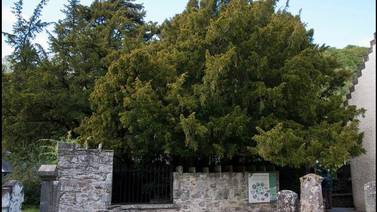 El árbol más viejo de Reino Unido 'cambia' de sexo