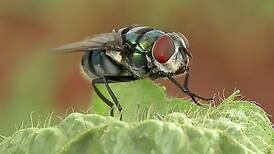 Las moscas podrían transmitir más enfermedades de las que pensamos