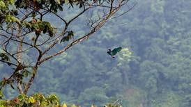 Minae modificaría pago a participantes en programa de protección de bosques