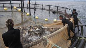 Granja en medio del mar alberga más de dos millones de peces pargo cultivados para exportación