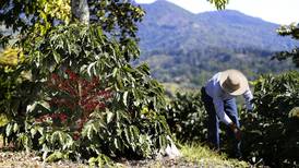 Fincas de café en Costa Rica triplican productividad con nuevas variedades
