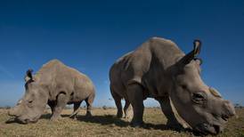 Investigadores desarrollan técnicas de FIV para salvar al rinoceronte blanco