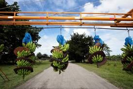 Standard Fruit despide a 412 personas de fincas bananeras en Limón